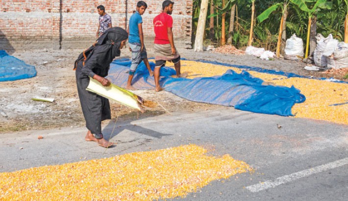 Maize Makes Mark On Farmers’ Lives